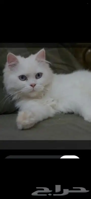 قطط شيرازية للتبني 1