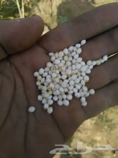 ذره بيضا جيزايه لبن سعر الكيس 280 وزن 77 كيلو...75.. 1