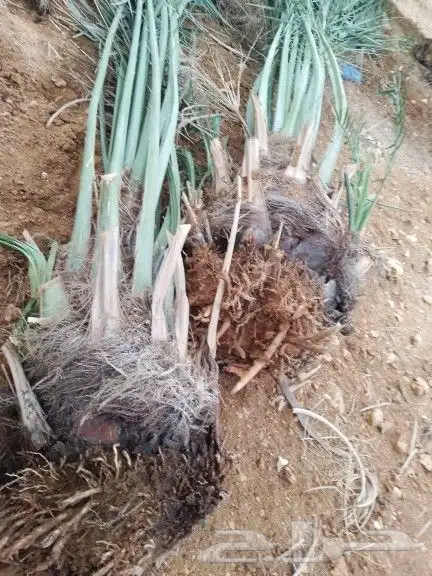 نخل الزلفي توصيل جميع مناطق المملكة 1