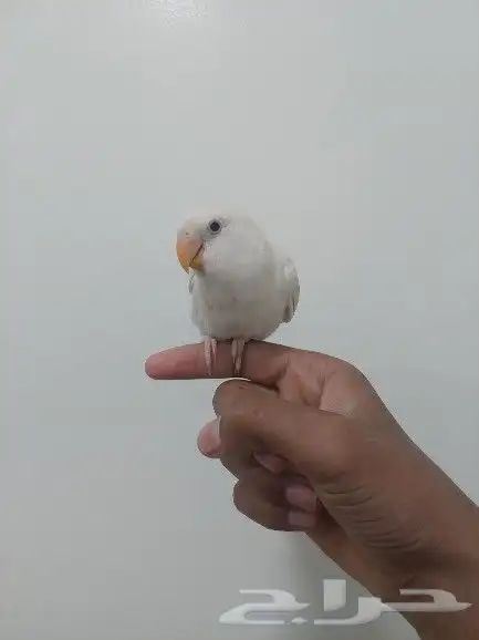 فرغ روز ابيض عيون حمر 5