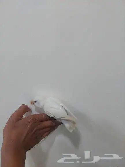 فرغ روز ابيض عيون حمر 4