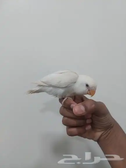 فرغ روز ابيض عيون حمر 3