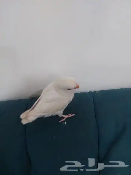 فرغ روز ابيض عيون حمر 2