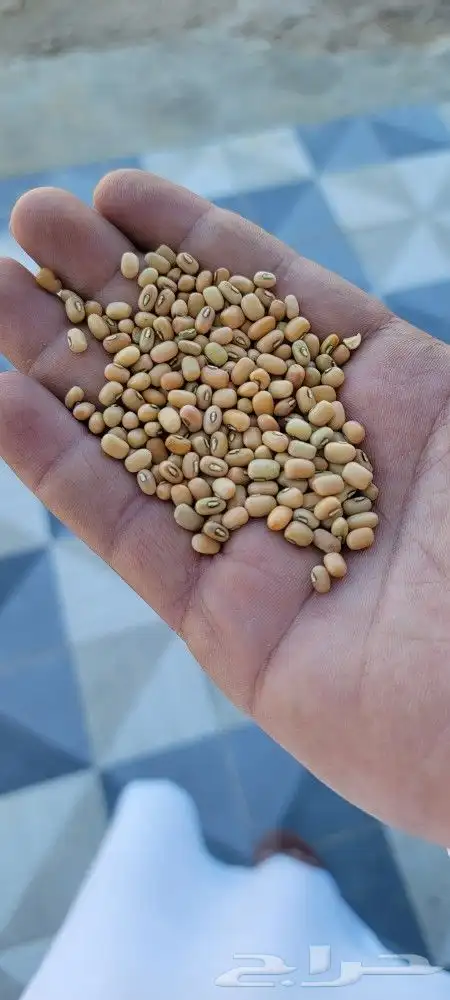 ذره بيضا جيزايه لبن سعر الكيس 280 وزن 77 كيلو...75.. 7