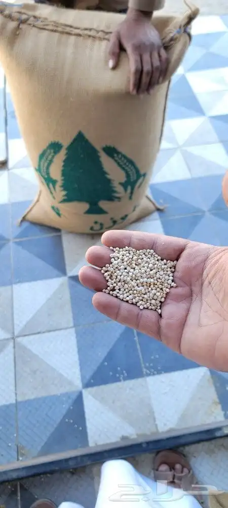 ذره بيضا جيزايه لبن سعر الكيس 280 وزن 77 كيلو...75.. 0