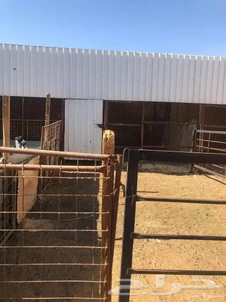 مجلس مع مطبخ مع حوش مشتل (داخل استراحة) 1