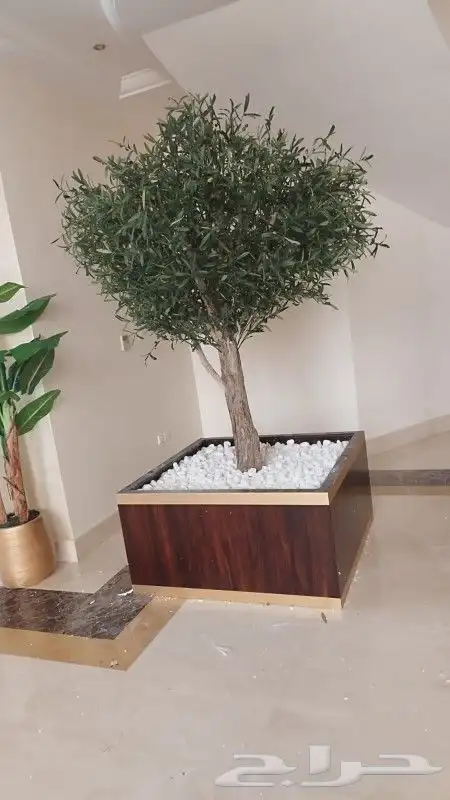 زيتون صناعي 5