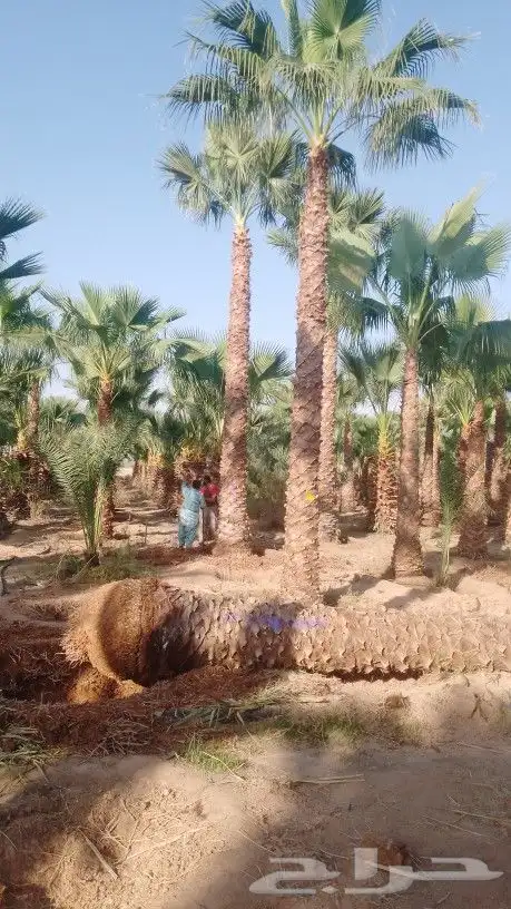 نخل واشنطونيا زينه 9