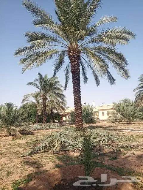 نخل للبيع جثايث وفسايل 5