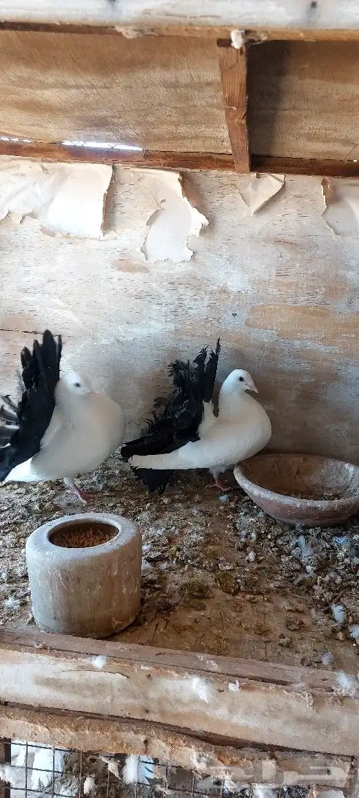 جوزين رقاص مذيل اسود 4