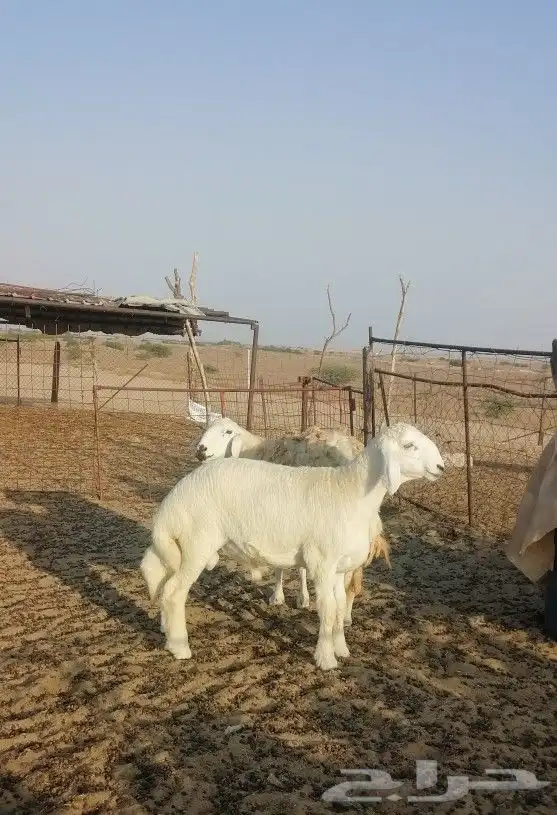 تم البيع 1