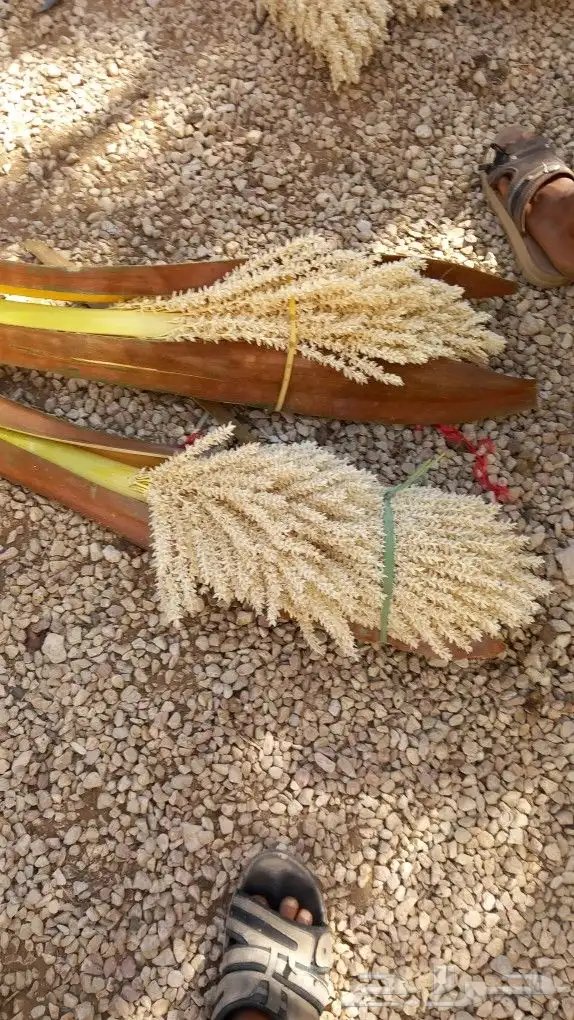 لقاح 1
