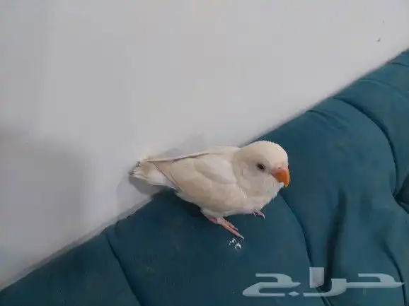 فرغ روز ابيض عيون حمر 1