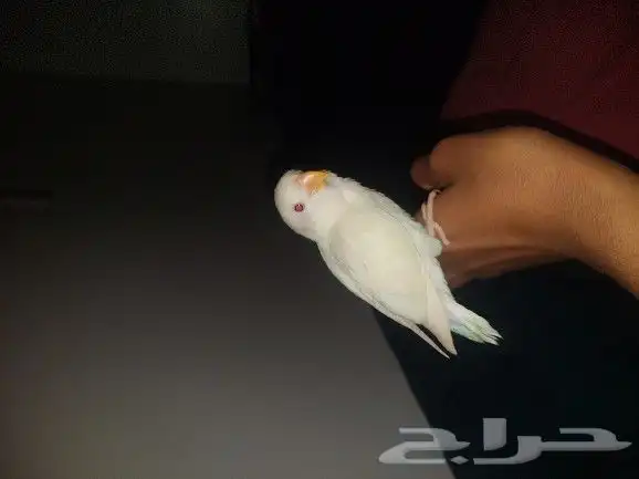 فرغ روز ابيض عيون حمر 0