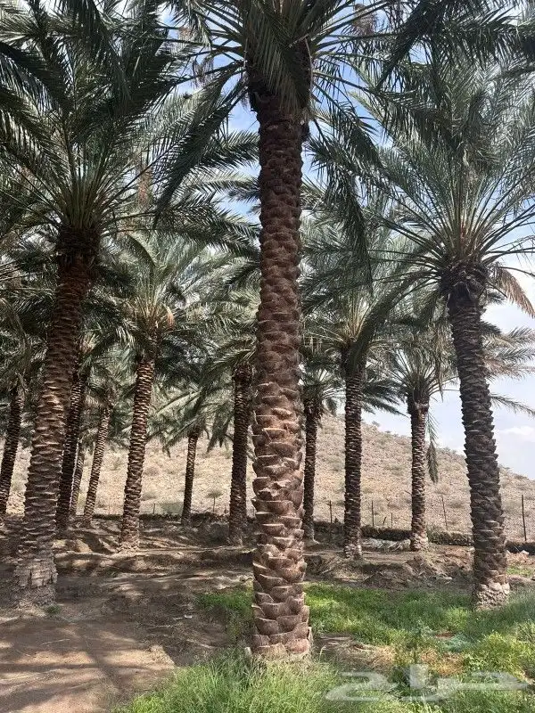 نخل للبيع جثايث وفسايل 0