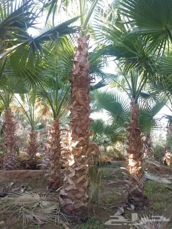 نخل واشنطونيا زينه 2