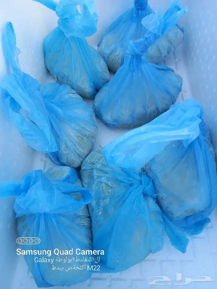 خضير الموسم انتهاء يبدأ بعد شهر بإذن الله 3