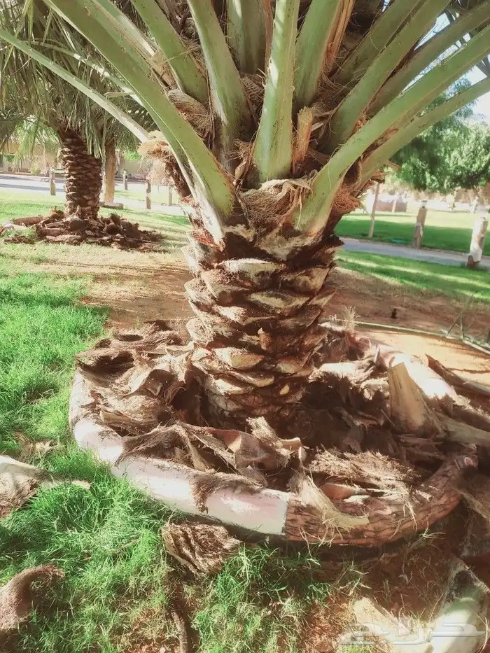 لشغل النخيل تكريب تحويض قلع وغرس مصداقية في المواعيد 4