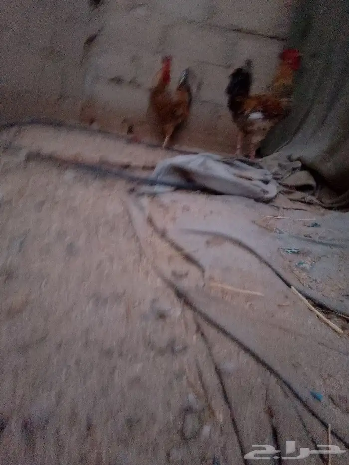 للبيع ديكين أخوان 19