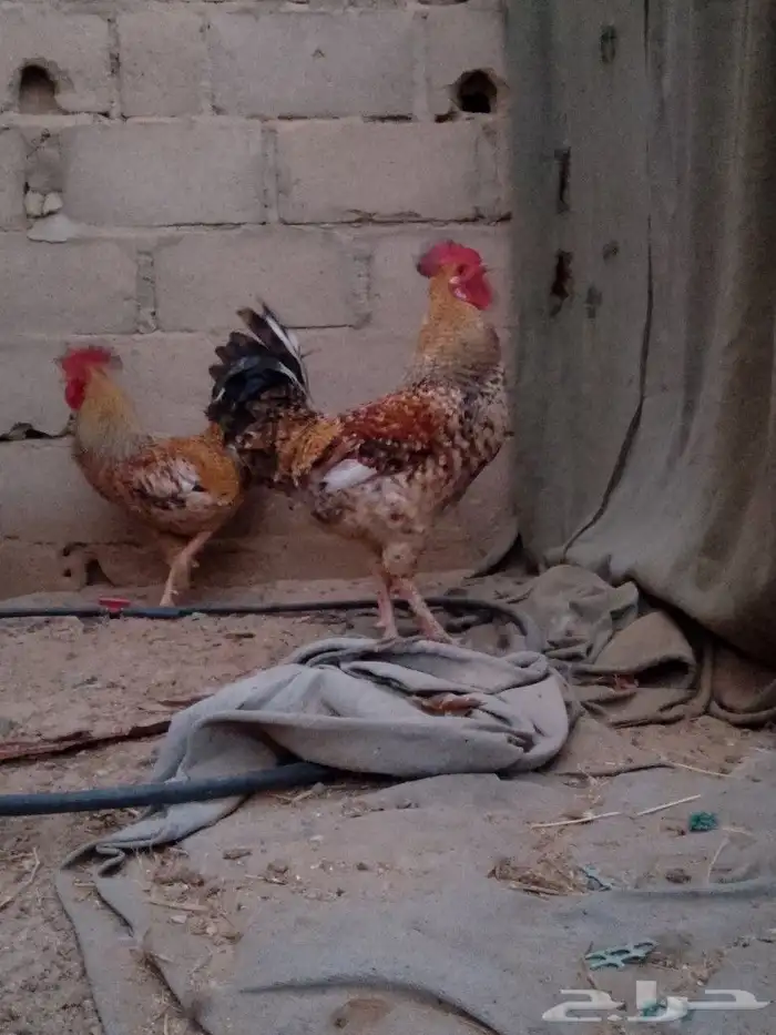للبيع ديكين أخوان 15