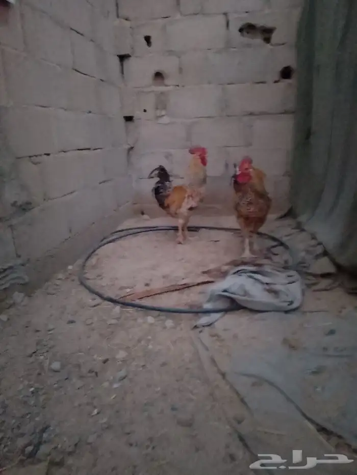 للبيع ديكين أخوان 7