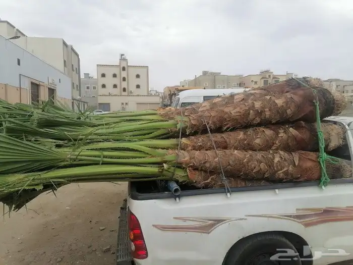 نخل متواجد في الجنوب 4