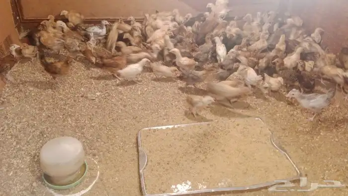 الموقع الشعبه صحه ونظافه صيصان حساوي مطعمين 0
