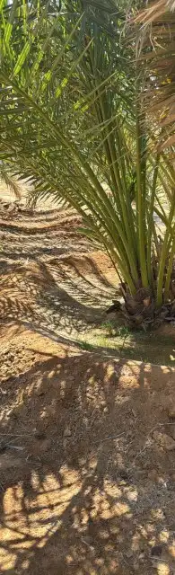 فسايل نخل جميع الأنواع 5