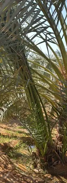 فسايل نخل جميع الأنواع 6