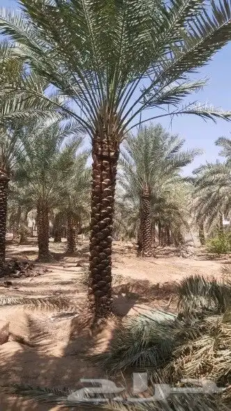 نخل للبيع مثمر بجميع انواعها القصيم الرياض 2