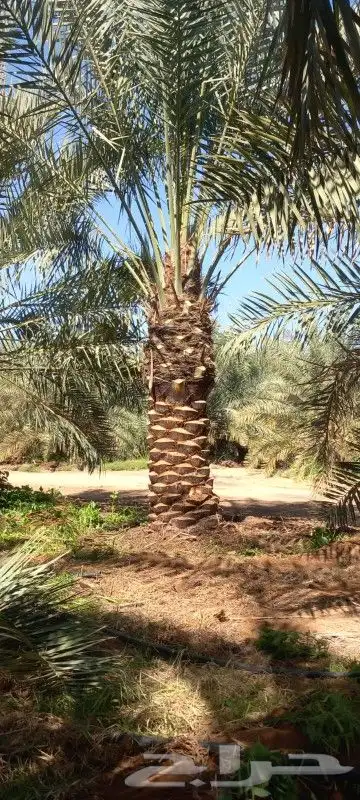 لبيع جميع انواع انخيل 0