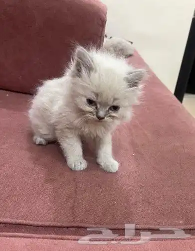 قطط كيتين عمر شهرين شيرازي مهجن 4