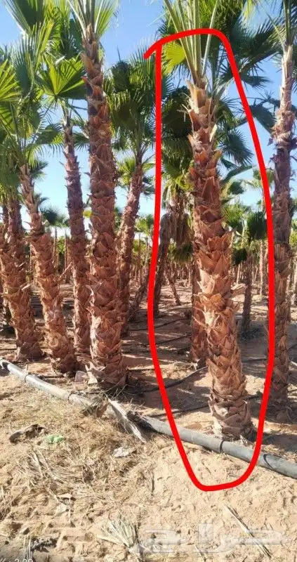 جميع اعمال النخيل والاشجار 2