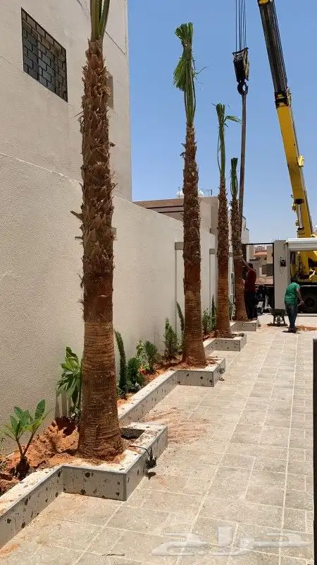 جميع اعمال النخيل والاشجار 8