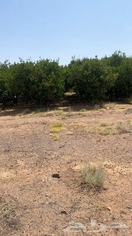 جميع اعمال النخيل والاشجار 7