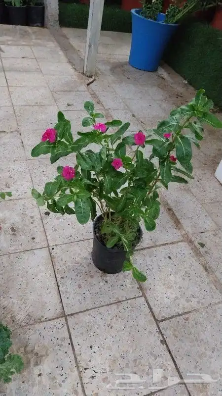 كل ما يخص الحدائق الزراعيه طبيعي وشبكات الري قص نخيل قص واشج 2