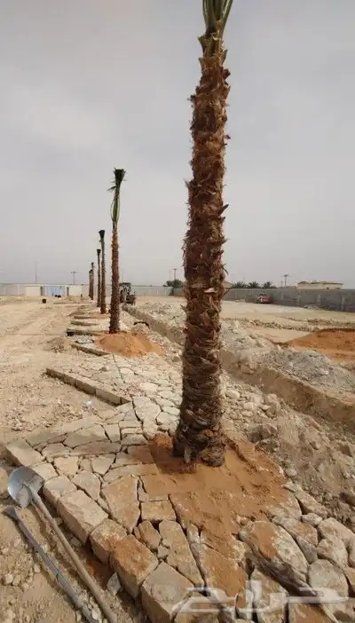 فسايل نخل جميع الأنواع 2