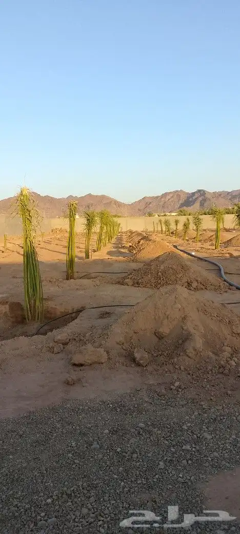 نخل للبيع مثمر بجميع انواعها القصيم الرياض 3