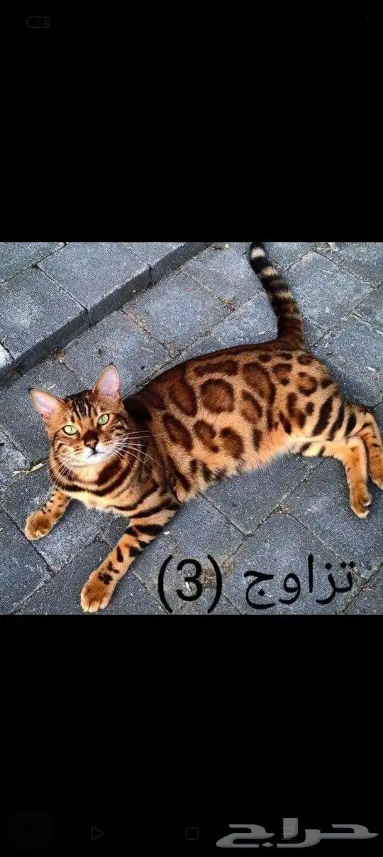 فندقه خمس نجوم لاجازه العيد 4