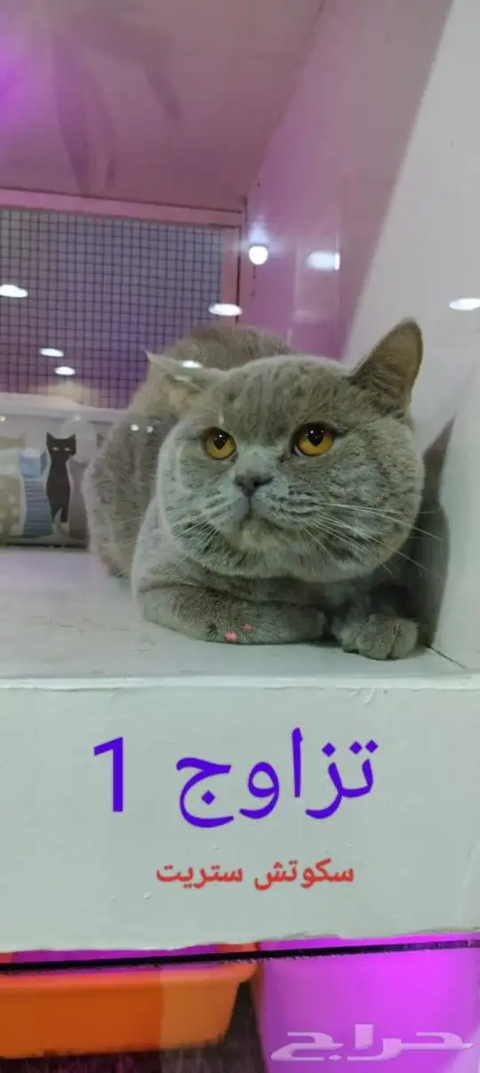 فندقه خمس نجوم لاجازه العيد 5