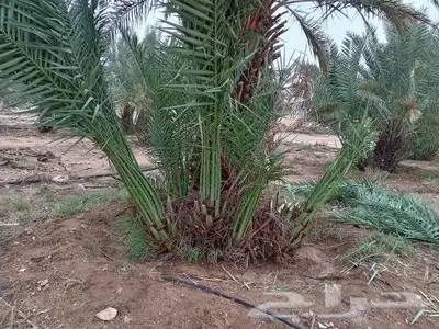 فسايل نخل جميع الأنواع 1