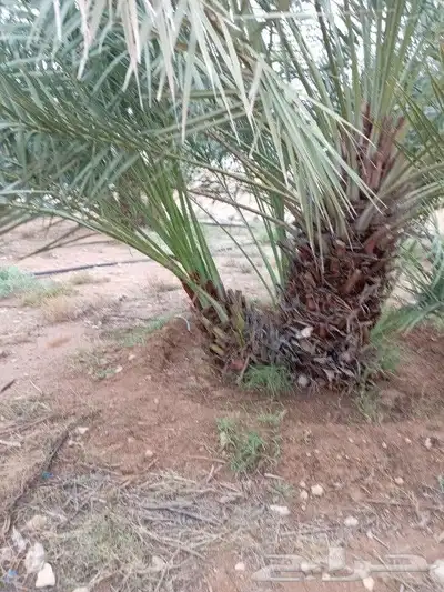 فسايل نخل جميع الأنواع 0