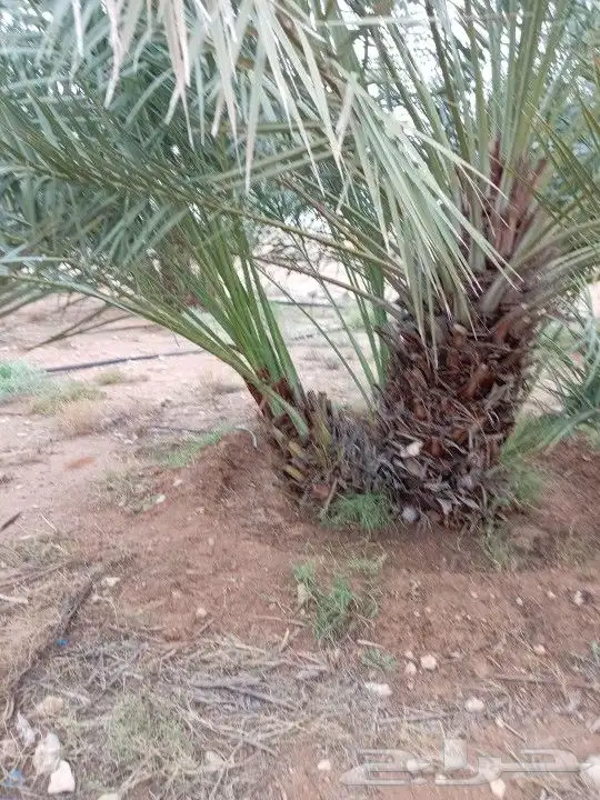 فسايل نخل جميع الأنواع 0