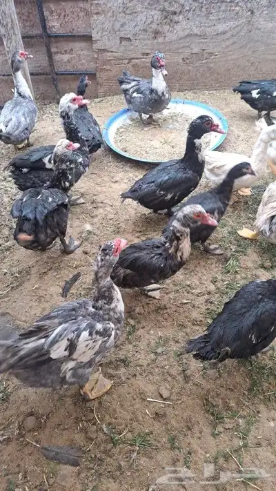 بط مسكوفي مصري 0