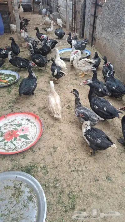 بط مسكوفي مصري 2