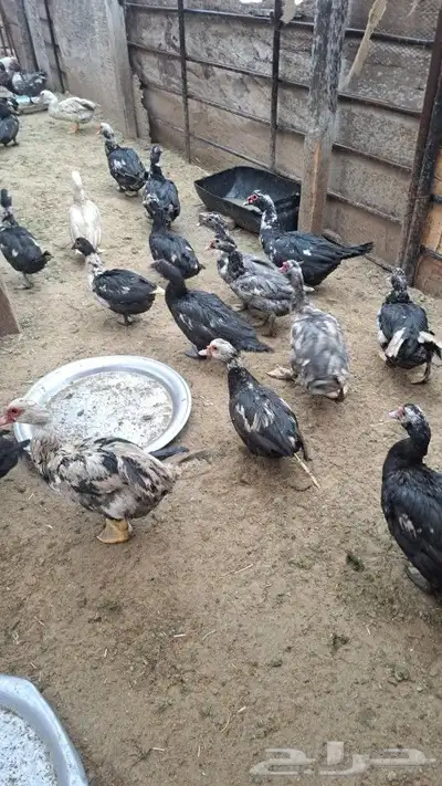بط مسكوفي مصري 1