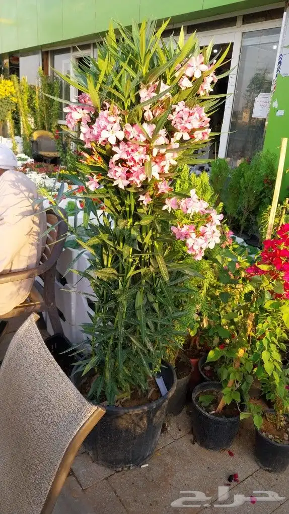 كل ما يخص الحدائق الزراعيه طبيعي وشبكات الري قص نخيل قص واشج 5