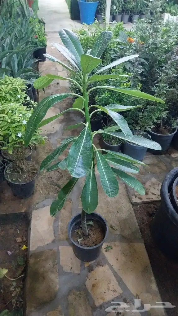 كل ما يخص الحدائق الزراعيه طبيعي وشبكات الري قص نخيل قص واشج 9