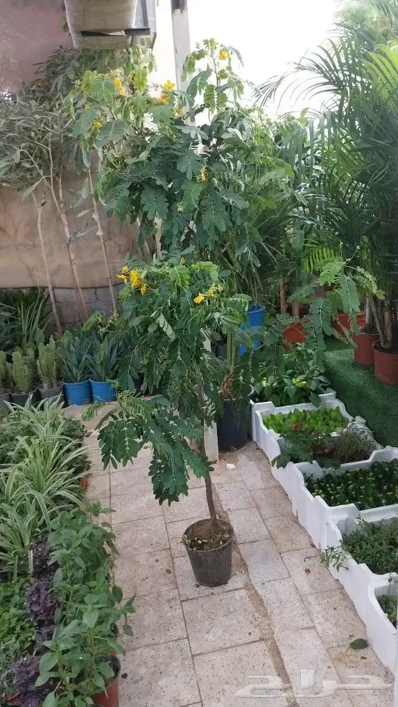 كل ما يخص الحدائق الزراعيه طبيعي وشبكات الري قص نخيل قص واشج 1