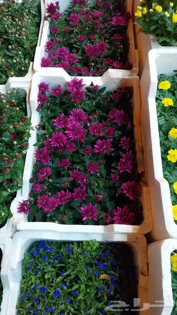 كل ما يخص الحدائق الزراعيه طبيعي وشبكات الري قص نخيل قص واشج 8